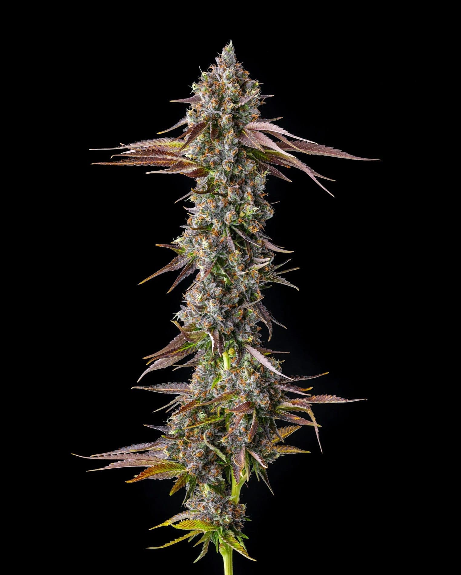 Strawberry Skrilla