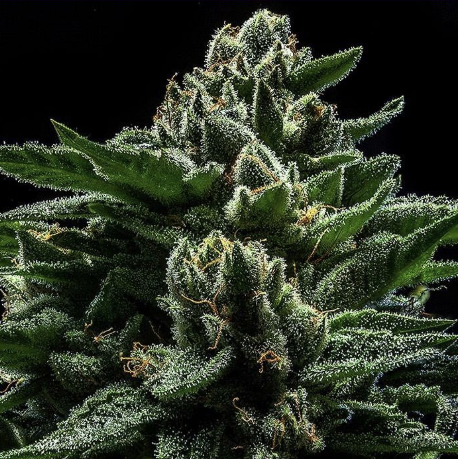 D-OG